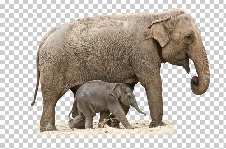 African Bush Elephant Portable Network Graphics PNG, Clipart, African Bush Elephant, African Elephant, African Forest Elephant, Afrika, Animals Free PNG Download