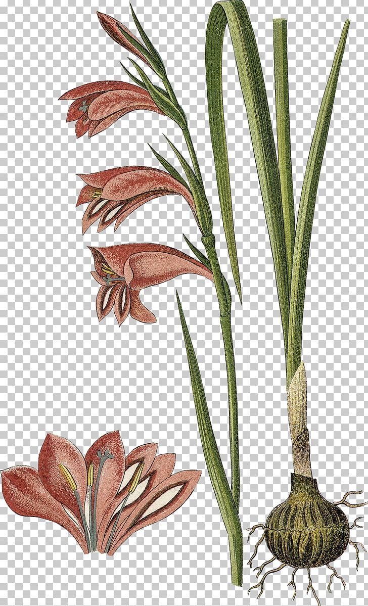 Gladiolus Palustris Bulb Stock Photography PNG, Clipart, Botanical Illustration, Botany, Bulb, Flora, Flower Free PNG Download