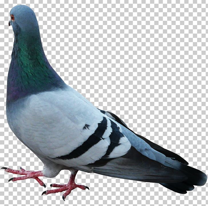 Stock Dove Columbidae PNG, Clipart, Adobe Illustrator, Animals, Beak, Bird, Birds Free PNG Download