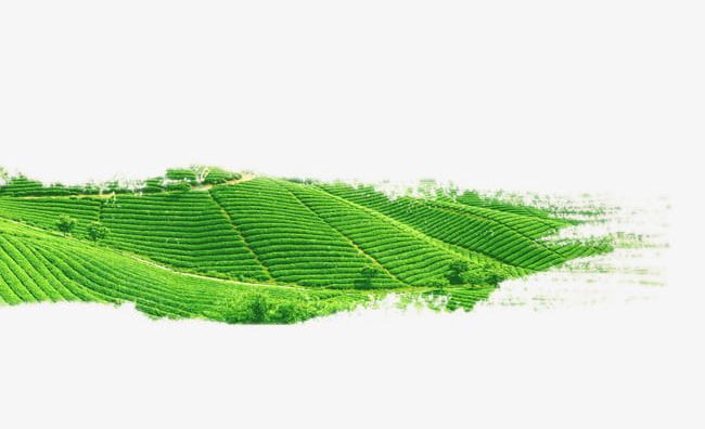 Water Green Tea Field PNG, Clipart, Field, Field Clipart, Green, Green Clipart, Green Tea Free PNG Download
