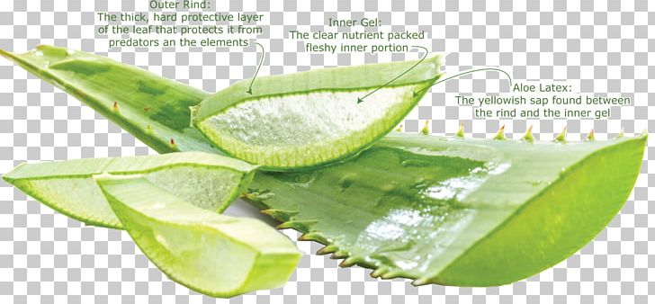 Aloe Vera Aloe Arborescens Nutrient Leaf Gel PNG, Clipart, Aloe, Aloe Arborescens, Aloe Vera, Extract, Food Free PNG Download