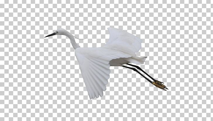 Cygnini Bird Crane Beak Feather PNG, Clipart, Animal, Beak, Bird, Crane, Crane Like Bird Free PNG Download