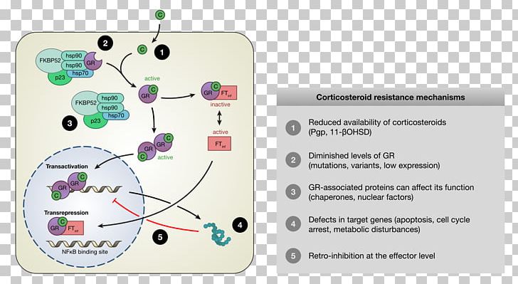 Glucocorticoid Receptor Corticosteroid Mechanism Of Action PNG, Clipart, Anabolic Steroid, Anabolism, Corticosteroid, Cortisone, Diagram Free PNG Download