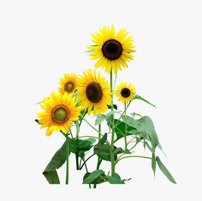Sunflower PNG, Clipart, Flowers, Sunflower, Sunflower Clipart, Sunflower Clipart Free PNG Download