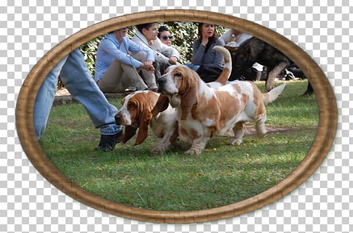 Sussex Spaniel Basset Hound Dog Breed PNG, Clipart, Basset Hound, Breed, Dog, Dog Breed, Dog Like Mammal Free PNG Download