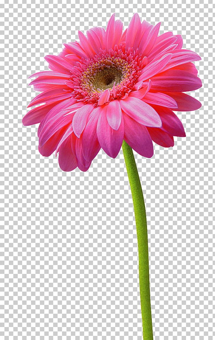 Transvaal Daisy Chrysanthemum Flower Pink PNG, Clipart, Annual Plant, Aster, Chrysanthemum, Color, Common Sunflower Free PNG Download
