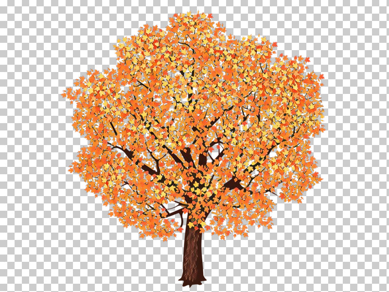 Orange PNG, Clipart, Autumn, Branch, Cut Flowers, Deciduous, Flower Free PNG Download
