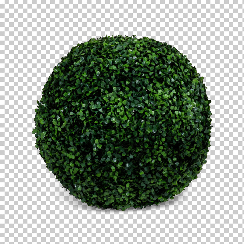 Green Grass Plant Shrub Ball PNG, Clipart, Ball, Grass, Green, Moss, Paint Free PNG Download