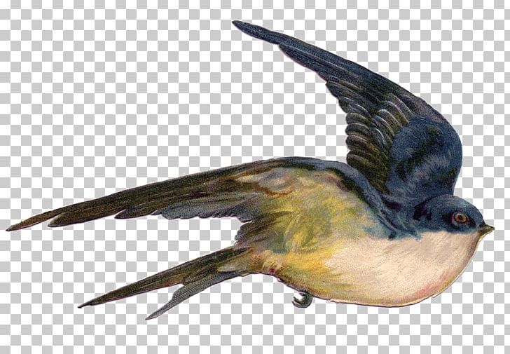 Bird Swallow Flight Sparrow Illustration PNG, Clipart, Animal, Barn Swallow, Beak, Bird, Bird Egg Free PNG Download