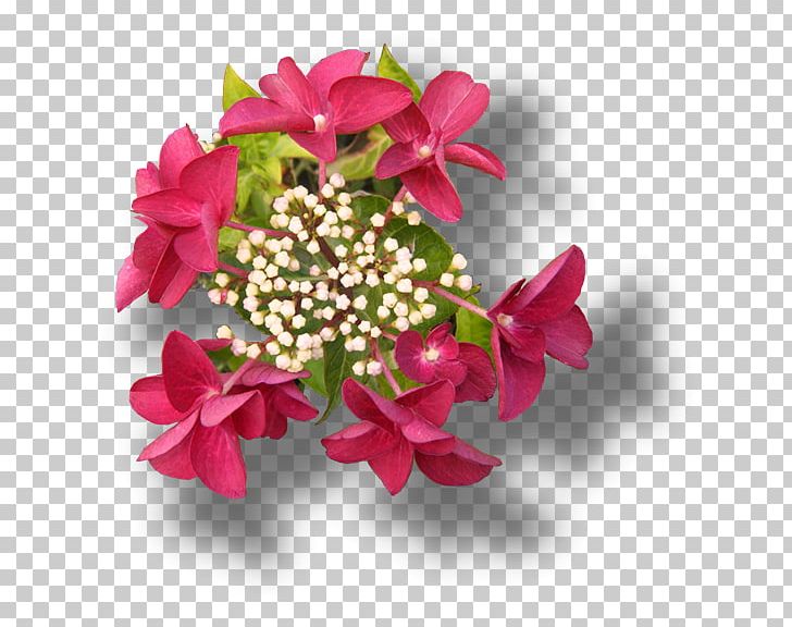 French Hydrangea Hydrangea Petiolaris Cut Flowers Pink PNG, Clipart, Annual Plant, Burgundy, Cut Flowers, Doubleflowered, Floral Design Free PNG Download