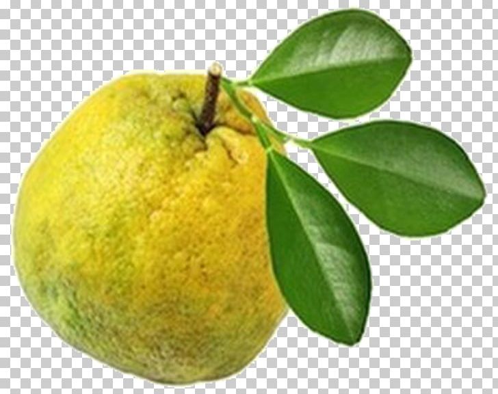 Key Lime Bitter Orange Lemon Pomelo Tangelo PNG, Clipart, Bergamot Orange, Bitter Orange, Citron, Citrus, Citrus Junos Free PNG Download