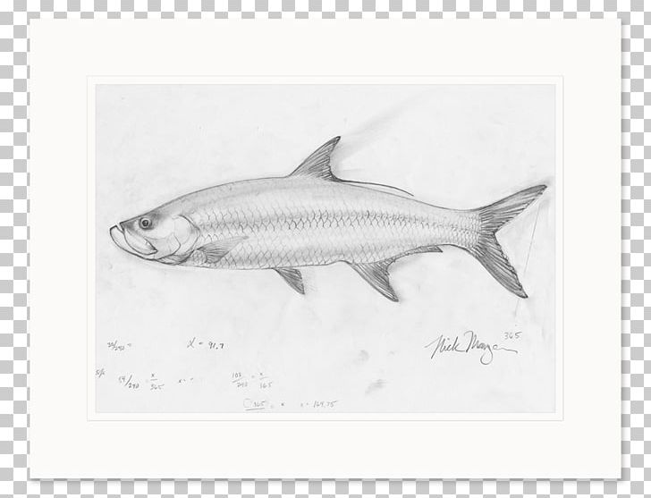 Sardine Requiem Sharks Milkfish Qatar Petroleum PNG, Clipart, Animals, Drawing, Fauna, Fin, Fish Free PNG Download