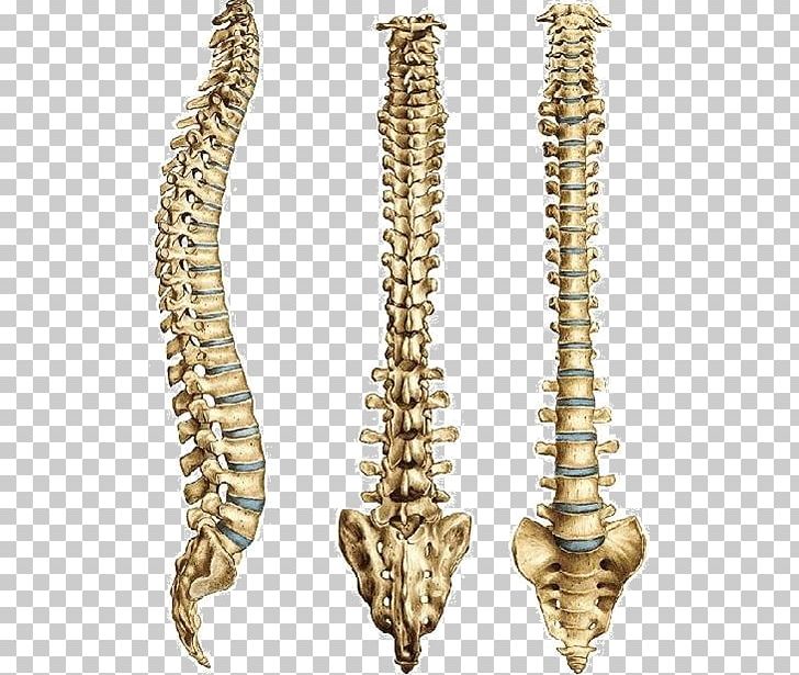 Vertebral Column Zero Gravity Premium Human Skeleton PNG, Clipart, Abdomen, Bone, Brass, Cervical Vertebrae, Gold Free PNG Download