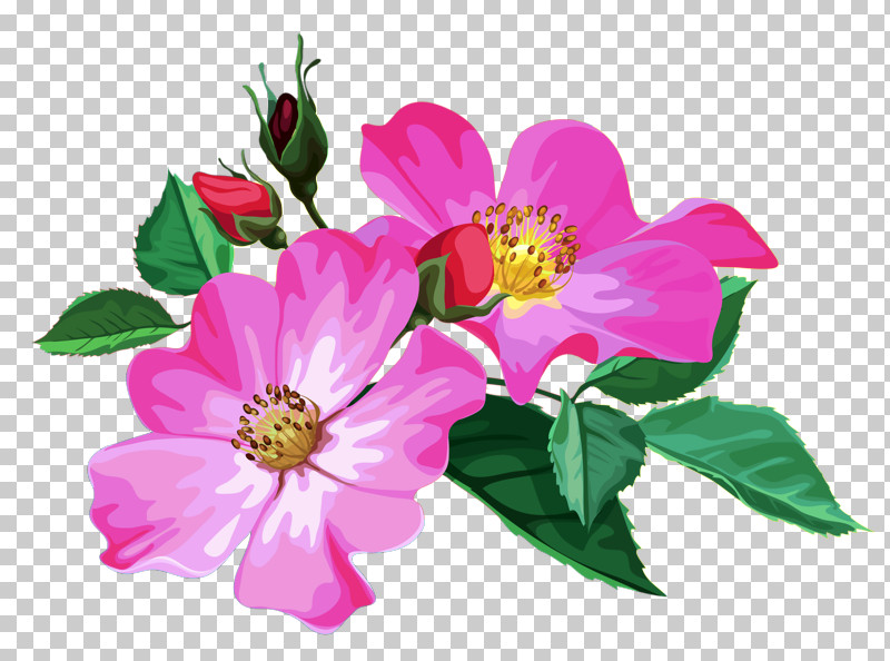 Rose PNG, Clipart, Camellia Sasanqua, Carolina Rose, Cut Flowers, Flower, Petal Free PNG Download