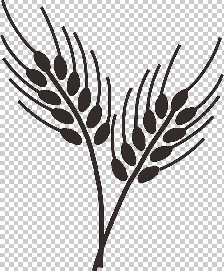 Common Wheat Drawing Cereal Wheatgrass PNG, Clipart, Barley, Black And White, Branch, Decorative Figure, Ear Free PNG Download