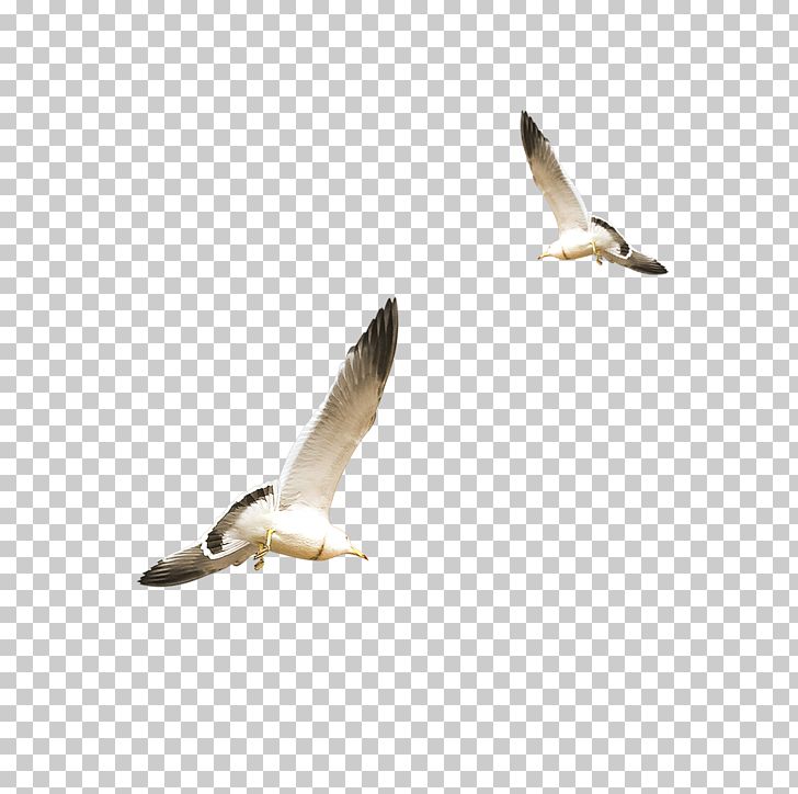 European Herring Gull Gulls Flight Bird PNG, Clipart, American Herring Gull, Animal, Animal Migration, Bird Migration, Black White Free PNG Download
