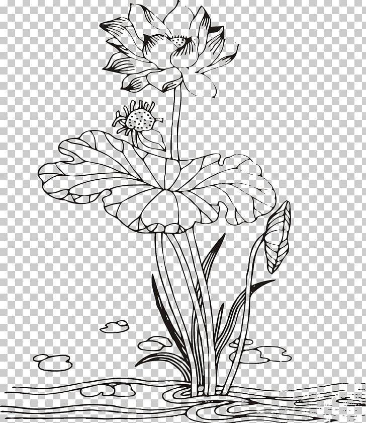 Floral Design Nelumbo Nucifera Drawing PNG, Clipart, Abstract Lines, Art, Artwork, Black And White, Botany Free PNG Download