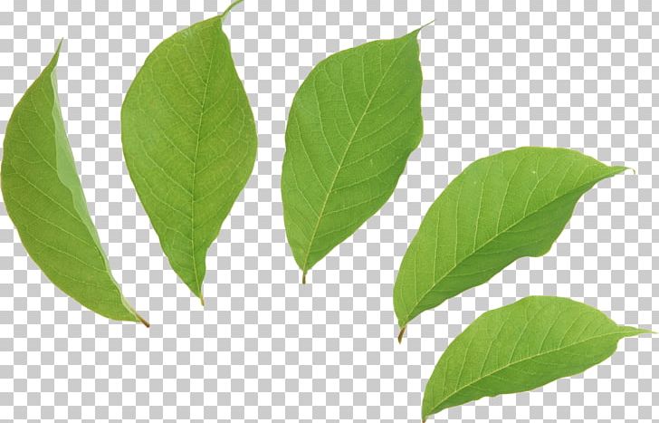 Leaf Tea Green Euclidean PNG, Clipart, Autumn Leaf Color, Computer Icons, Desktop Wallpaper, Euclidean Vector, Free Free PNG Download