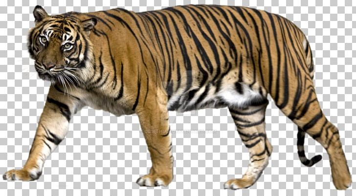 Lion Felidae Liger PNG, Clipart, Animal, Animal Figure, Animals, Bengal Tiger, Big Cat Free PNG Download