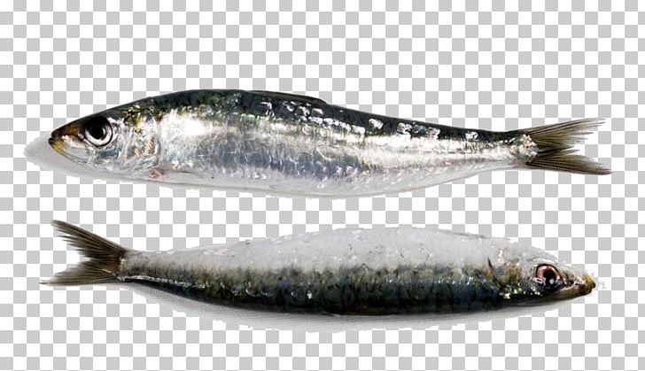 Sardine Swordfish European Pilchard Seafood PNG, Clipart, Anchovy, Animal Source Foods, Bony Fish, Capelin, Clupea Free PNG Download