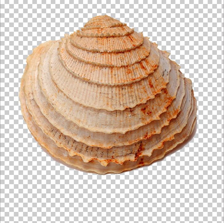 Seashell Fossil Shellfish Sea Snail PNG, Clipart, Animals, Baked Goods, Circular Sector, Clams Oysters Mussels And Scallops, Diagenesis Free PNG Download