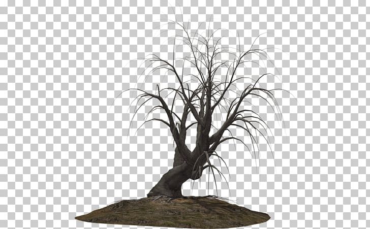 Wood /m/083vt Bonsai Branching PNG, Clipart, Bonsai, Branch, Branching, Grass, Houseplant Free PNG Download