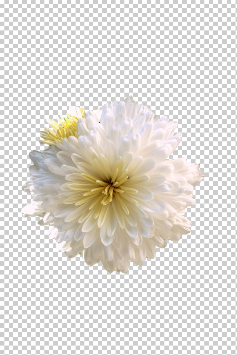 Chrysanthemum Transvaal Daisy Cut Flowers Dahlia Petal PNG, Clipart, Aster, Biology, Chrysanthemum, Cut Flowers, Dahlia Free PNG Download