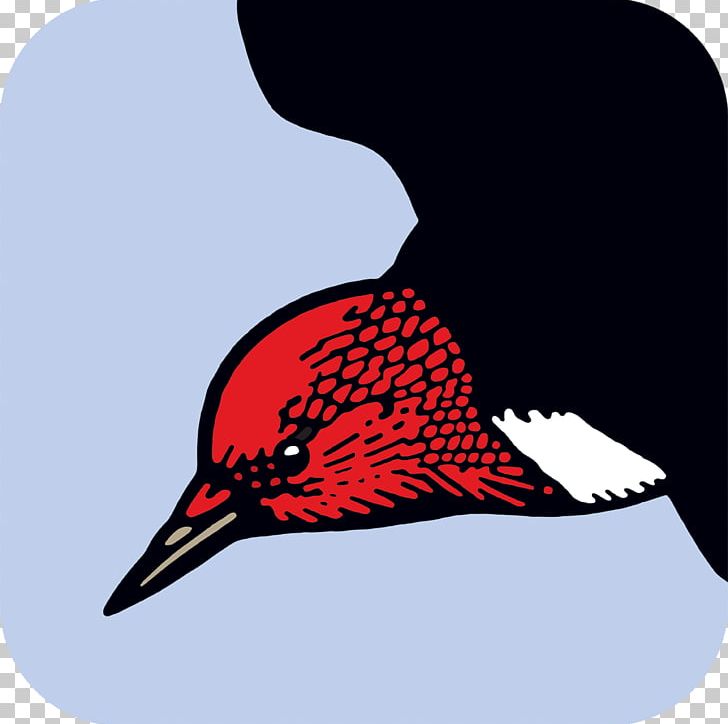 Beak Font PNG, Clipart, Beak, Bird, Cap, Guide, Headgear Free PNG Download