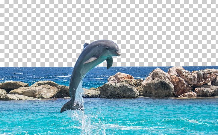 Dolphin Mahi-mahi Seawater Fish Aquarium PNG, Clipart, Animal, Animals, Blue, Cartoon Dolphin, Cute Dolphin Free PNG Download