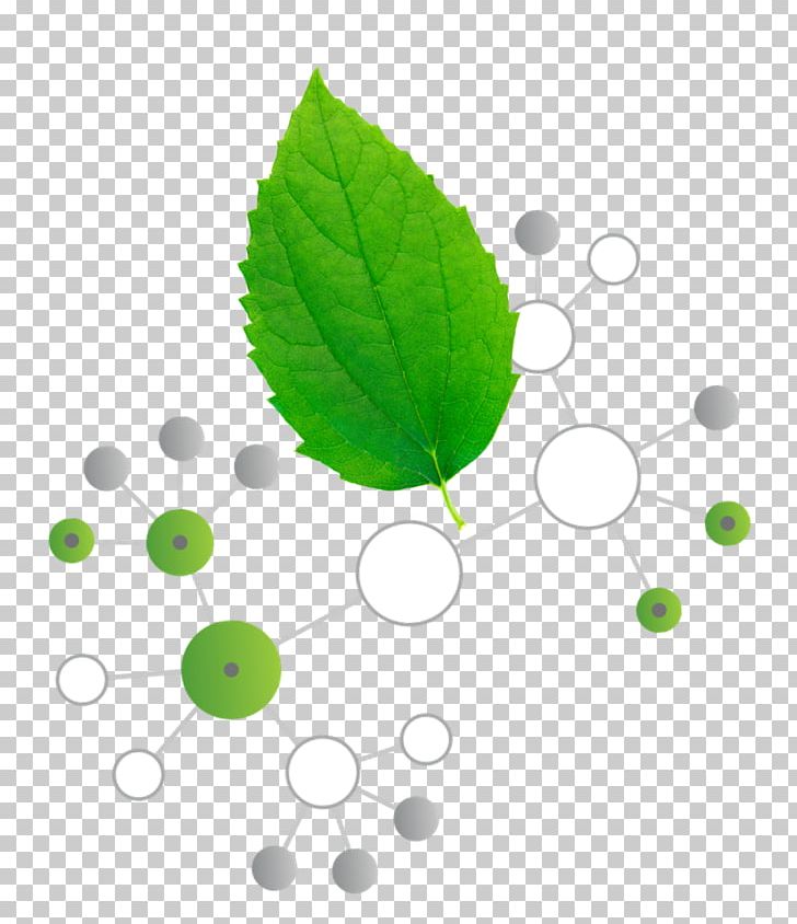 Leaf PNG, Clipart, Features, Green, Herbal, Herbal Features, Leaf Free PNG Download