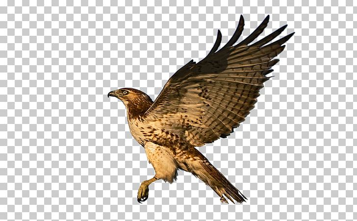 Bald Eagle Red-tailed Hawk Bird PNG, Clipart, Accipitriformes, Animals, Bald Eagle, Beak, Bird Free PNG Download