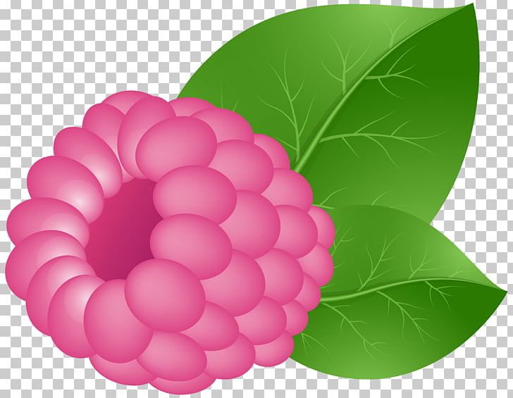 Fruit Raspberry PNG, Clipart, Apple, Berry, Blog, Blue Raspberry Flavor, Flower Free PNG Download