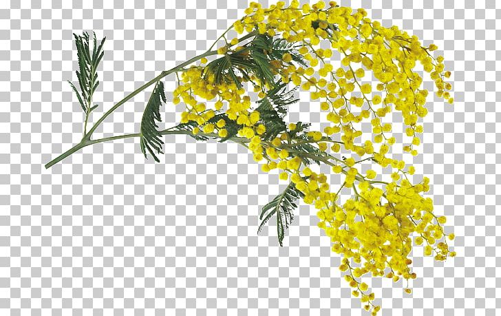 Mimosa Salad Herbaceous Plant Blog Leaf PNG, Clipart, Avatar, Branch, Diary, Flora, Flower Free PNG Download