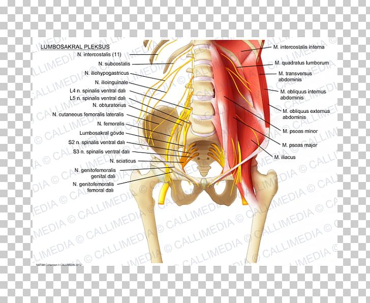 Sacral Plexus Lumbar Plexus Sacrum Iliohypogastric Nerve Ilioinguinal Nerve PNG, Clipart, Anatomy, Diagram, Ear, Finger, Genitofemoral Nerve Free PNG Download
