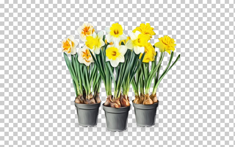 Plant Stem Cut Flowers Floristry Narcissus Flowerpot PNG, Clipart, Biology, Cut Flowers, Floristry, Flower, Flowerpot Free PNG Download