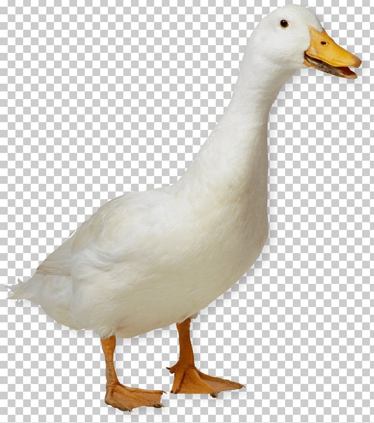 American Pekin Duck Goose German Pekin Portable Network Graphics PNG, Clipart, American Pekin, Beak, Bird, Cygnini, Desktop Wallpaper Free PNG Download