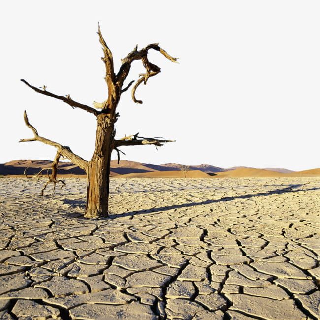 Ground Dry Land PNG, Clipart, Crack, Dead, Dead Tree, Dry Clipart, Ground Free PNG Download
