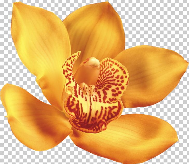 Orchids Flower PNG, Clipart, Cut Flowers, Flower, Garden Roses, Moth Orchid, Nature Free PNG Download