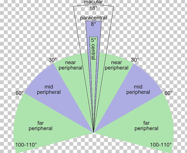 Peripheral Vision Visual Perception Fovea Centralis Eye Retina PNG, Clipart, Amblyopia, Angle, Color, Diagram, Eye Free PNG Download