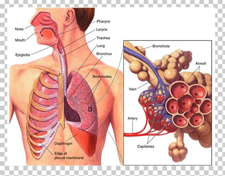 Respiration Respiratory System Human Body Function Circulatory System PNG, Clipart, Abdomen, Anatomy, Arm, Biology, Breathing Free PNG Download