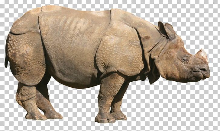 Rhinoceros Portable Network Graphics Transparency PNG, Clipart, Black Rhinoceros, Display Resolution, Download, Fauna, Horn Free PNG Download
