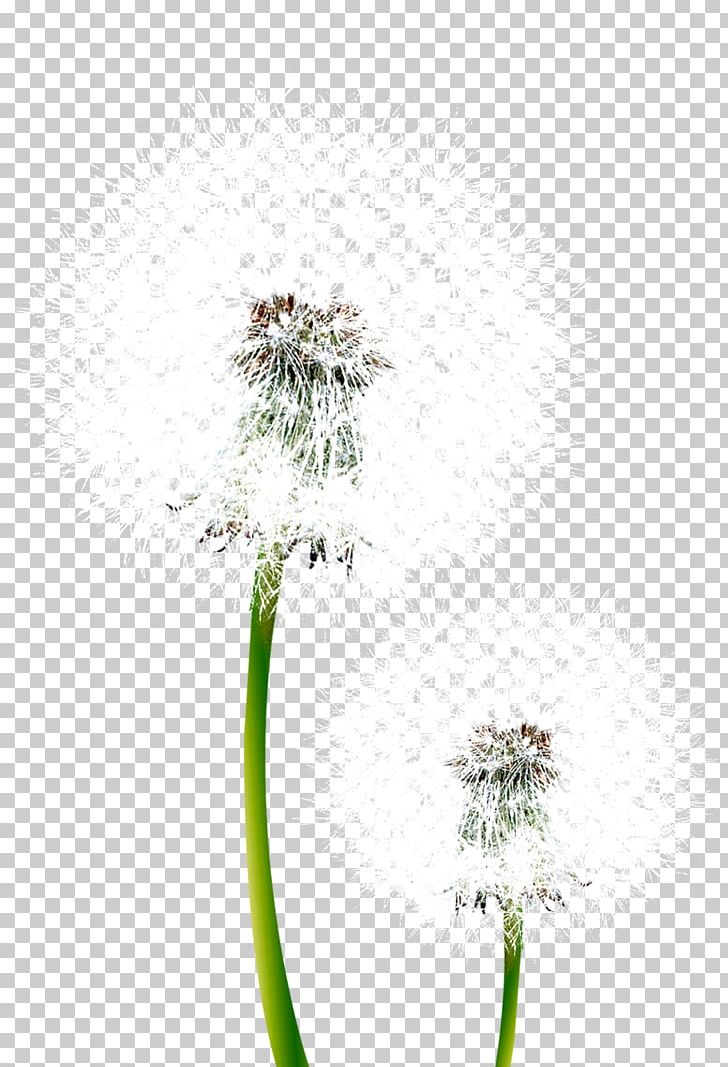 Common Dandelion Pissenlit Flower PNG, Clipart, Common Dandelion, Cut Flowers, Dandelion, Download, Encapsulated Postscript Free PNG Download