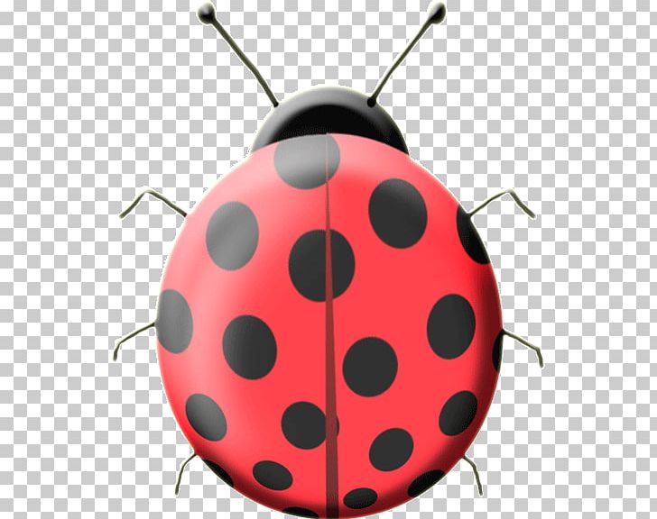Ladybird Beetle Color Asian Lady Beetle Red PNG, Clipart, Animaatio, Animal, Aphididae, Asian Lady Beetle, Beetle Free PNG Download