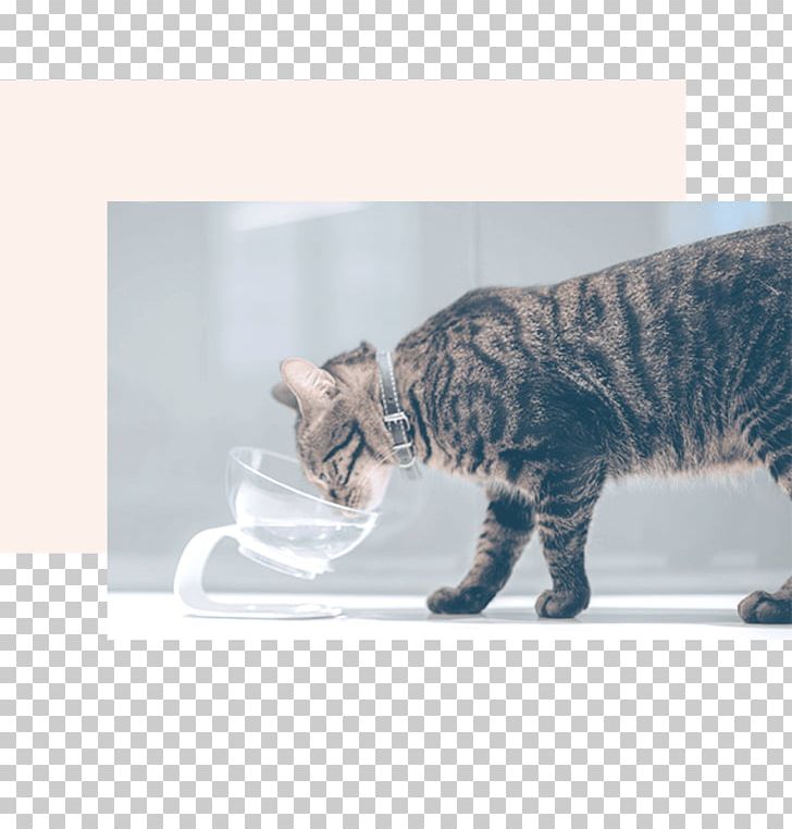 Tabby Cat Bengal Cat Toyger Manx Cat California Spangled PNG, Clipart, Bengal, California Spangled, Cat, Cat Like Mammal, Cat Litter Trays Free PNG Download