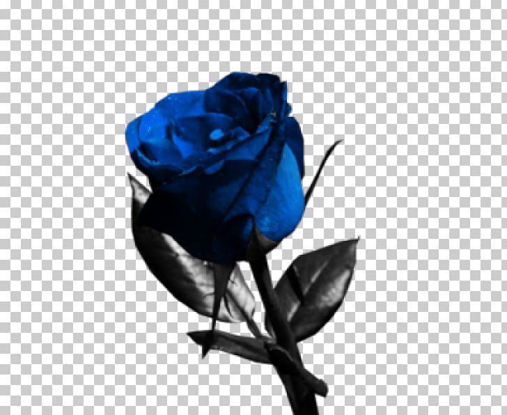 Blue Rose Flower Garden Roses PNG, Clipart, Blaues Blut, Blue, Blue Rose, Cobalt Blue, Color Free PNG Download