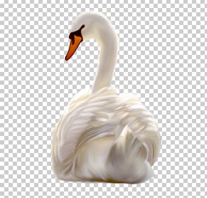 Cygnini Duck PNG, Clipart, Animals, Beak, Bird, Cari, Creation Free PNG Download