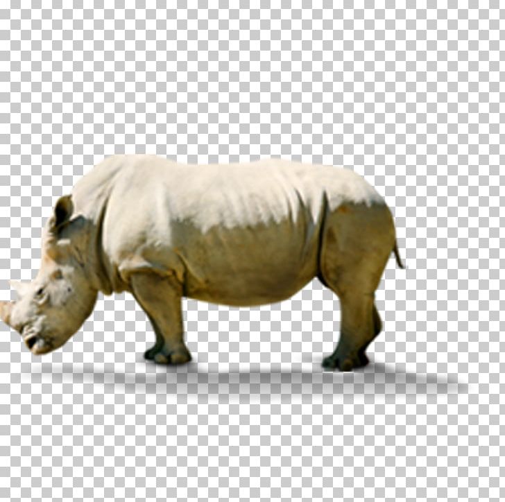 Rhinoceros Hippopotamus PNG, Clipart, Adobe Illustrator, Animal, Animals, Artworks, Cartoon Hippo Free PNG Download