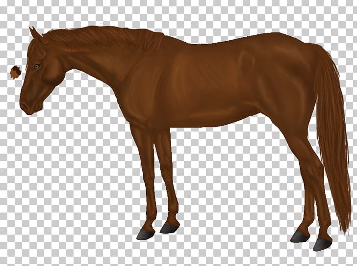Arabian Horse Mane Mustang Stallion Foal PNG, Clipart, Arabian Horse, Arabian Horse Association, Bit, Bridle, Chestnut Free PNG Download