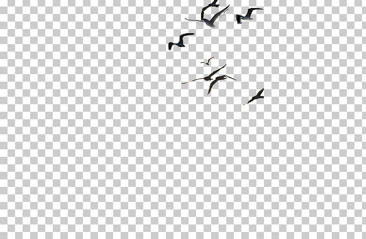 Bird Migration Crane Wing Flock PNG, Clipart, Animal Migration, Beak, Bird, Bird Migration, Black And White Free PNG Download