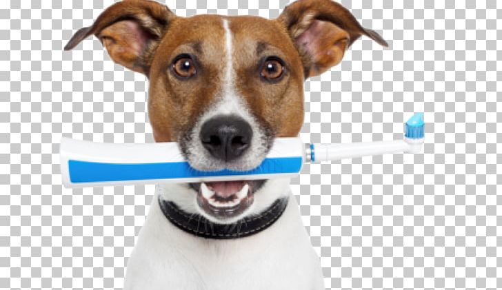 Dog Teeth Cleaning Veterinarian Veterinary Dentistry Pet PNG, Clipart, Animals, Bad Breath, Cleaning, Companion Dog, Dental Free PNG Download
